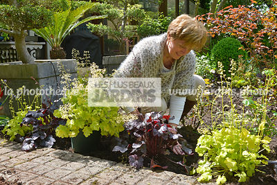 Plantation d'une heuchère pourpre (Heuchera spp), tassage de la terre avec les mains, personnage. Jardin MAP, Courcouronnes, France