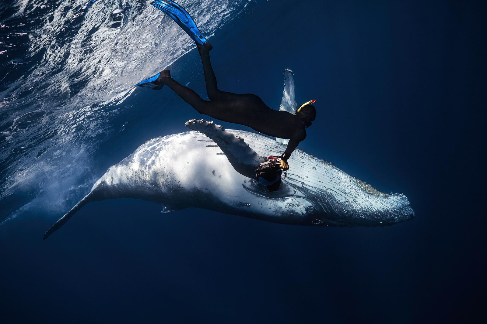 Photo sous marine photographe sous marin / Danser avec les baleines!!!