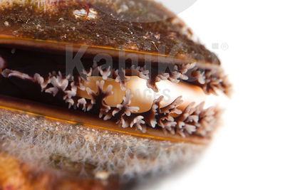 Mytilus edulis - Common mussel