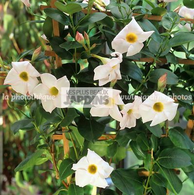 Dipladenia rosea 'Alba', Synonyme : Mandevilla