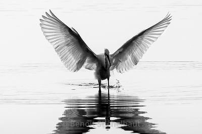 France, Morbihan (56), Golfe du Morbihan, Larmor-Baden, les marais de Pen-en-Toul, Aigrette Garzette (Egretta garzetta)