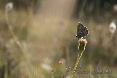 Lysandra bellargus