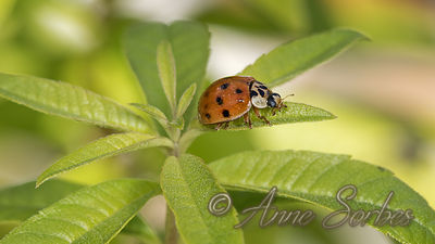 Harmonia axyridis