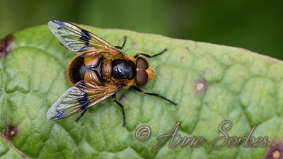 Volucella inflata