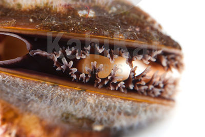 Mytilus edulis - Common mussel