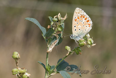 Polyommatus bellargus
