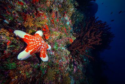 Photo stock-free underwater photography