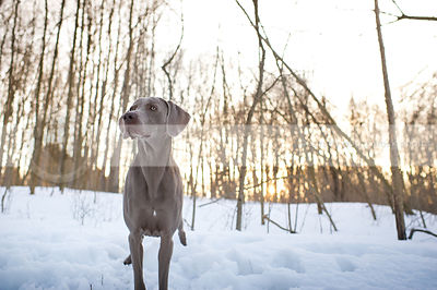 grey weimaraner dog standing in snow with trees and sunflare