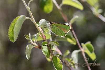 Callophrys rubi