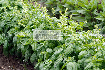 Basilic 'Bavires' (ocimum basilicum). Plante aromatique