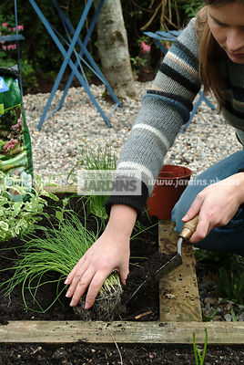 Plantation de la ciboulette. Personne mettant le terreau. Plantes aromatiques. Jardin MAP