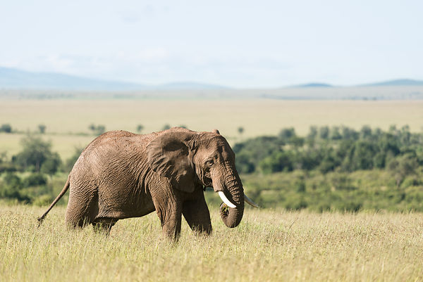 Safari in Massai Mara Kenya