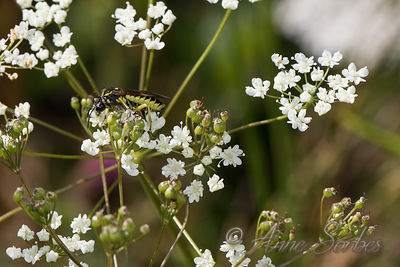 Tenthredo sp.