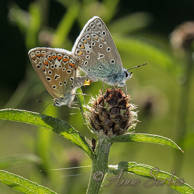 Polyommatus icarus