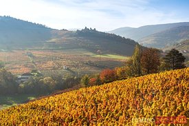 Vineyards in autumn, Beaujolais region, Rhone Alpes, France