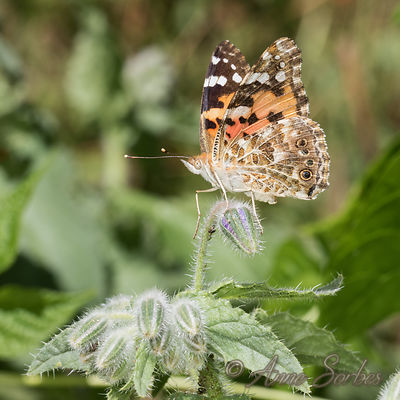 Vanessa cardui
