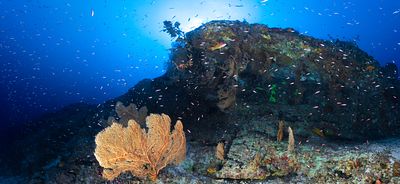 Underwater panoramic view