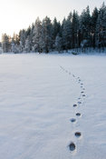 Wolverine tracks in Tiilikkajärvi National Park
