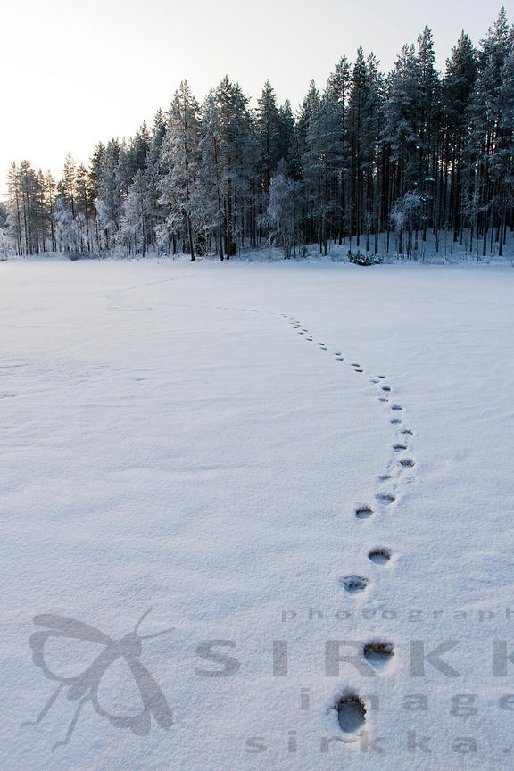 Wolverine tracks in Tiilikkajärvi National Park