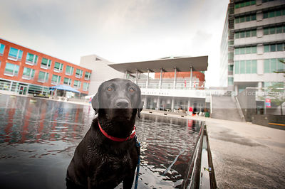 wet black lab dog sitting in urban pool water downtown