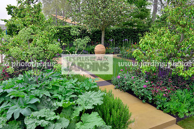 Petit jardin, urbain, contemporain, Style champêtre : à droite : Astrantia major 'Gill Richardson', Salvia nemorosa 'Caradonna', à gauche : Angelica archangelica, Angelica officinalis (Angélique, Archangélique), Rheum spp (rhubarbe). Pyrus communis (poiri