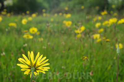 Prairie dans un Poljé