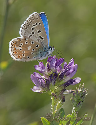 Lysandra bellargus