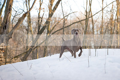 grey weimaraner dog standing in forest clearing with snow