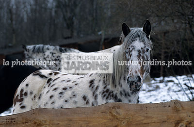 Cheval appaloosa. Elevage de la Graude. Le Bonhomme. Haut-Rhin. France