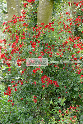 Rosa 'Tapis Rouge' (rose), Interop, Rosier Hybride moderne, Obtenteur : Interplant 1986. Collection André Eve, Pithiviers, France
