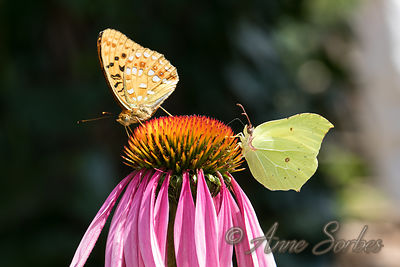 Argynnis adippe - Gonepteryx rhamni