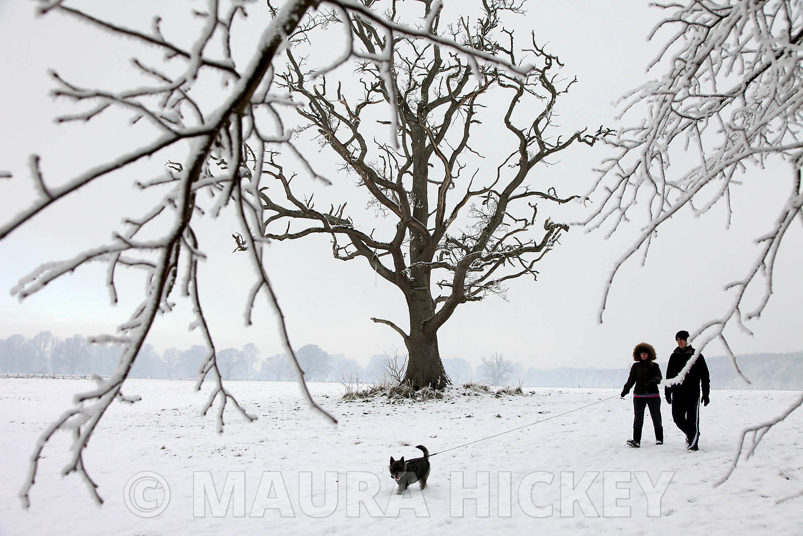 Castletown Estate, Celbridge, Co. Kildare, saturday..09.01.09.Pic. Maura Hickey/086 8541120.