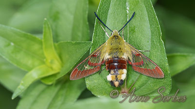 Hemaris fuciformis