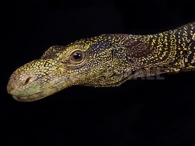 Crocodile monitor (Varanus salvadorii)