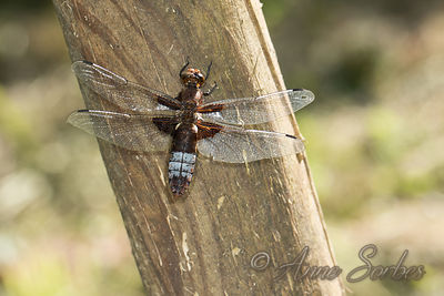 Libellula depressa