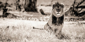 Lions