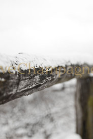 Champagne-Vineyard