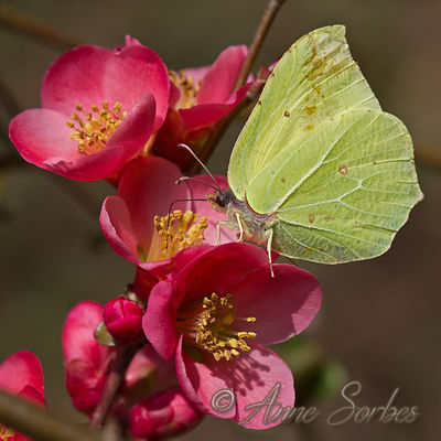 Gonepteryx rhamni