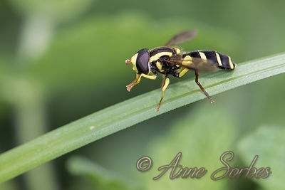 Xanthogramma pedissequum