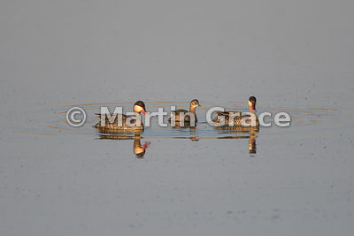 Little Grebe (Tachybaptus ruficollis) between two Red-Billed Teal (Anas erythrorhyncha), Etosha, Namibia