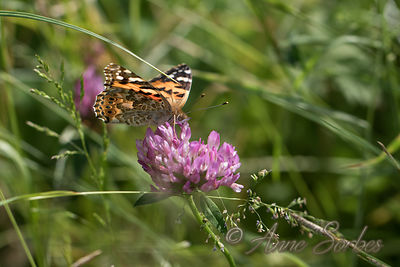 Vanessa cardui