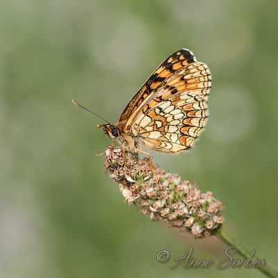 Melitaea athalia