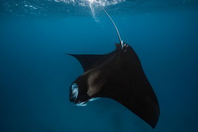 Raie manta en rafale