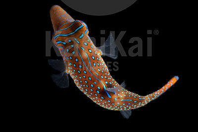 Canthigaster papua
