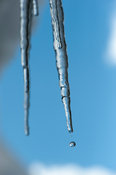 Melting icicles on the edge of snowdrifts. UK