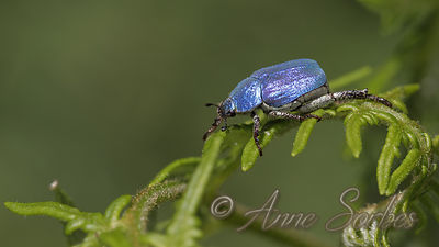 Hoplia coerulea