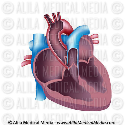 Alila Medical Media | Heart and Circulatory System Images