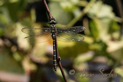 Cordulegaster bidentata