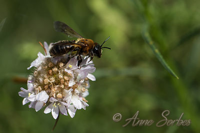 Andrena thoracica