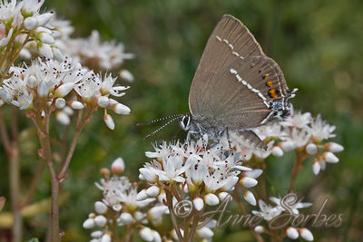 Satyrium spini